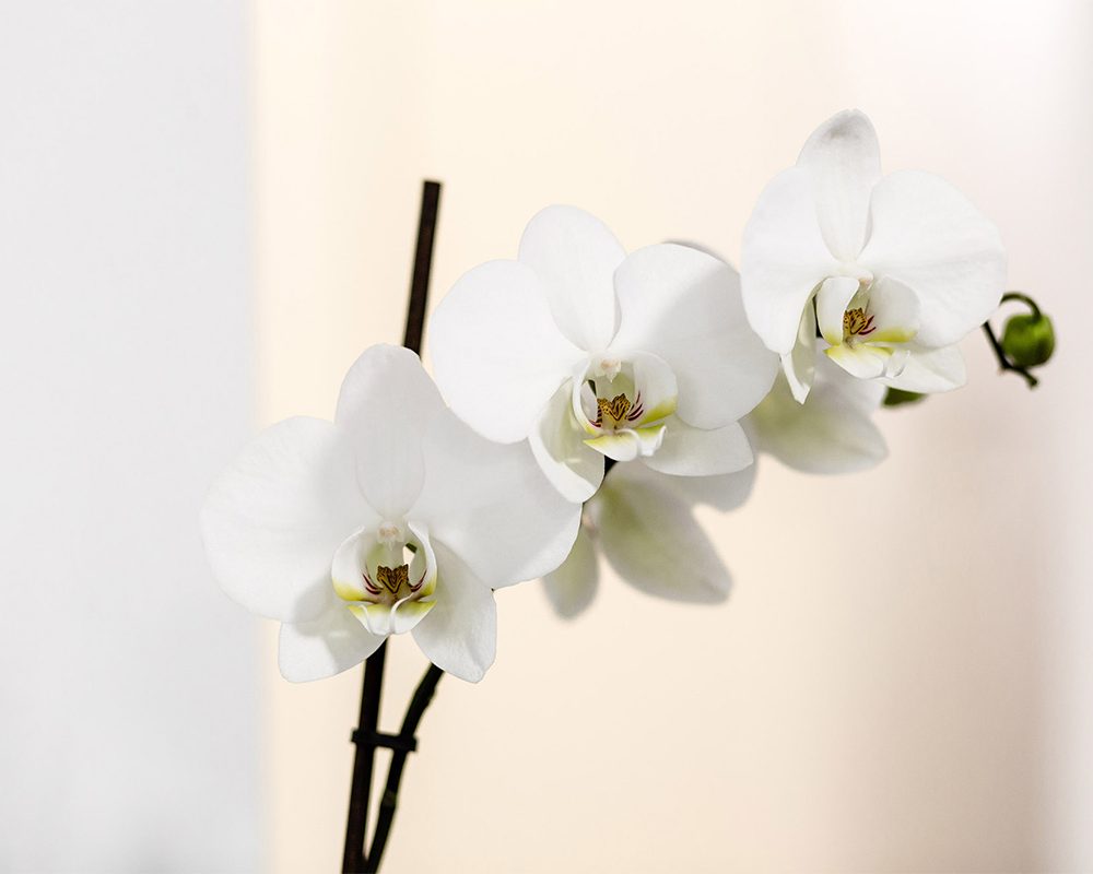 Praxis Hattersheim: Pflanze in der Praxis