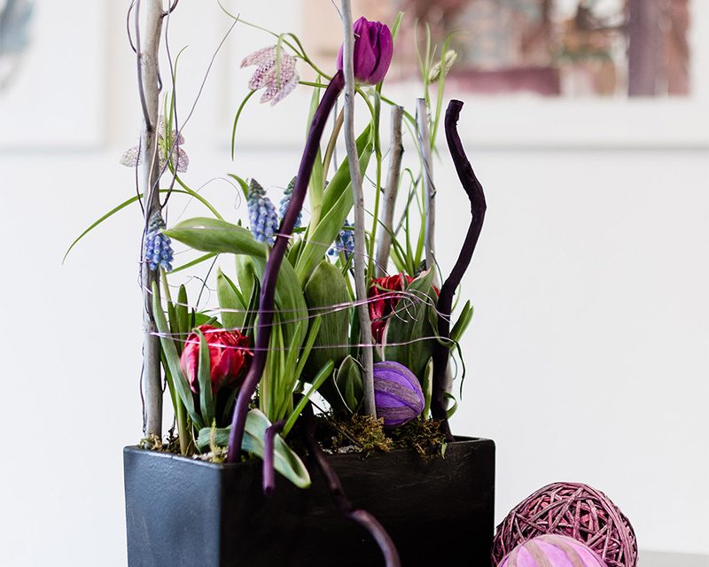 Praxis Hofheim: Pflanze in Praxis